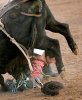 Bull_Riders_07.jpg