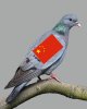 pigeon.jpg