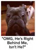 french-bulldog-meme.jpg