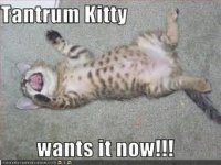 tantrum kitty.jpg