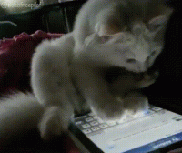 017b0055-c60c-4903-b518-51c703c52e3f.gif