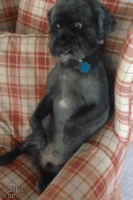 dog.gif