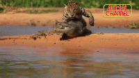 OffensiveShabbyIaerismetalmark-size_restricted.gif