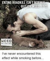 eating-roadkill-isnt-norma-but-on-weed-it-is-weed-22702042.png