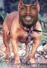 michael vick dog.jpg