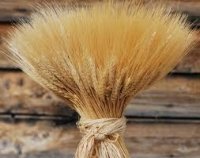 Wheat image.jpg