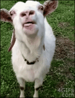 giphy (4).gif