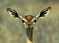 82369348-3644-4BAC-8C7E-405FE120A854.gif