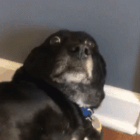 CBC6324E-32CE-4331-8995-2EFD07C9F32C.gif