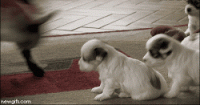 1536363412471.gif