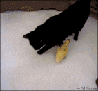 1536363989255.gif