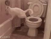 1536681439274.gif