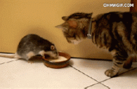 1537052715461.gif