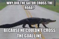 gator crossing.jpg