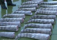 308D9A9300000578-3415641-Sickening_Just_some_of_the_88_crocodile_tails_found_in_the_city_-m-66...jpg