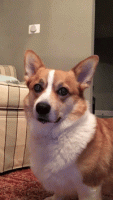 D0C96E5B-C976-4F8C-8F2D-67DDD6AE9163.gif