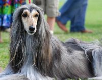 GA Afghan hound.jpg