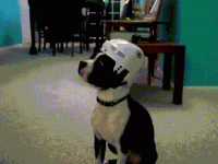 c21ab876-15c3-45a4-973c-9f7079df4476.gif
