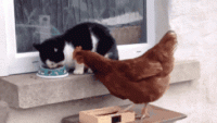 1539720050070.gif