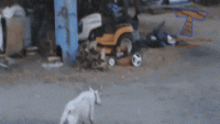 1539951520220.gif