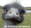 mrostrich.jpg