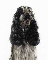 english-cocker-spaniel-dogs-puppies-7.jpg
