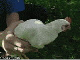 chicken 2.gif