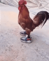 chick tennis shoes.gif