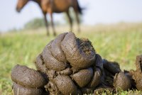 kentucky 39.jpg