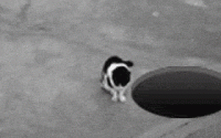 292.gif
