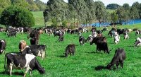 LotsOfCowsGrazing_large.jpg