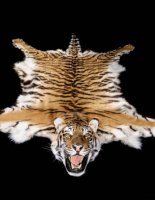 tigre-carpette-modifier-467x604.jpg