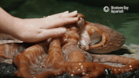 octo.gif