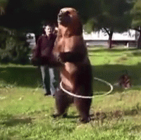 bear.gif