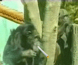 1543676947545.gif