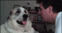 1543868054378.gif