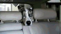 1543935512755.gif