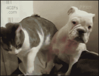 39EA0F1C-F599-4D4A-98B3-BE53906BA724.gif