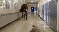 ACB0DFED-95D0-44E5-9EB6-A6C61223A640.gif