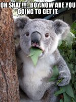 Surprised Koala 09122018171013.jpg