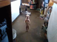 cf1f386c7f5a4dc4a2e9e411c4626cea67e1a7a388a65fe13c9eff67345482b1.gif
