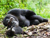 gorillafinger.jpg