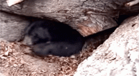 image1-757462.gif
