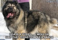 beardog (1).jpg