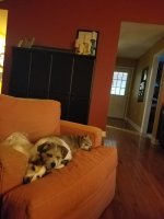 dogs.jpg