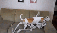 giphy (5).gif