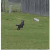 6B4A92E1-924B-47C0-B126-92B3745D1615.gif
