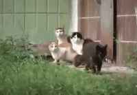 giphy (37).gif