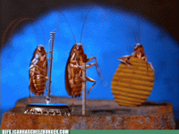 bugs.gif