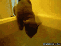 cat (1).gif
